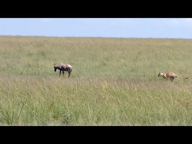 Lioness gets embarrassed by a quick thinking topi