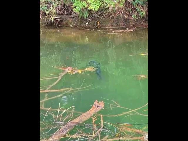 日月潭直擊大魚虎