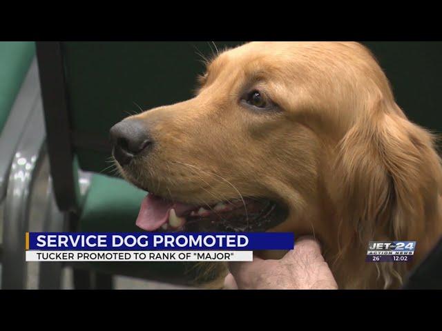 Good boy! Millcreek police's PTSD dog Tuck receives promotion