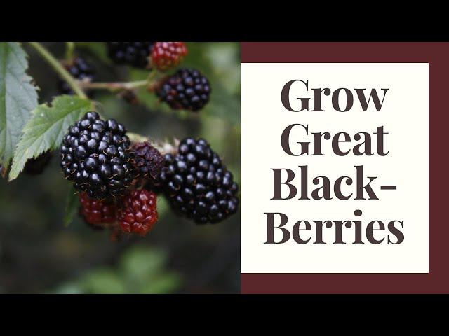 How To Grow Blackberries - Beginner Guide