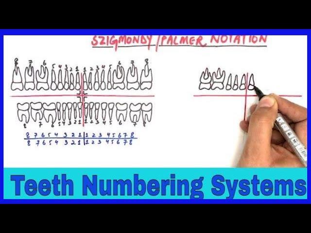 Tooth Numbering Systems / Dental Notations (Universal, Palmers and FDI tooth numbering systems)