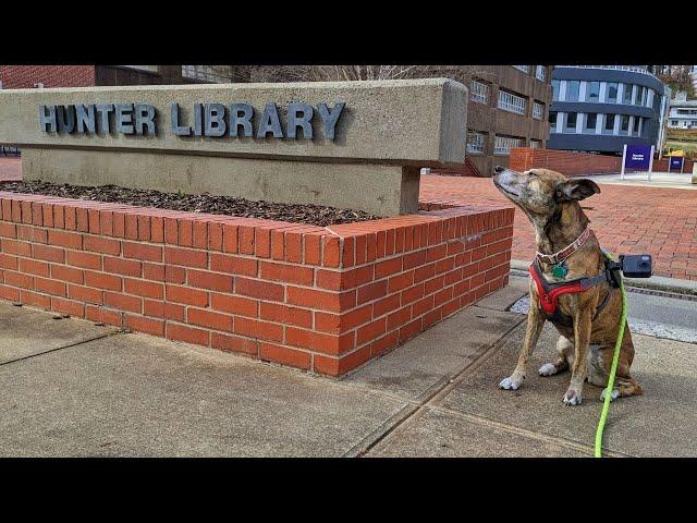 Dog's Eye View 360° Library Tour: Ground Floor