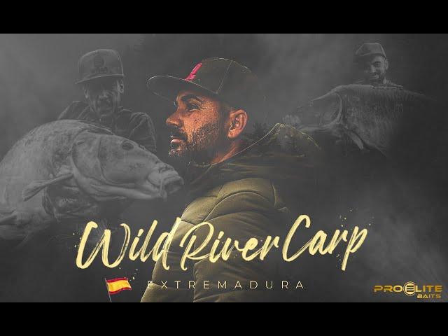 Carpfishing  The Best Wild river Carp in Spain