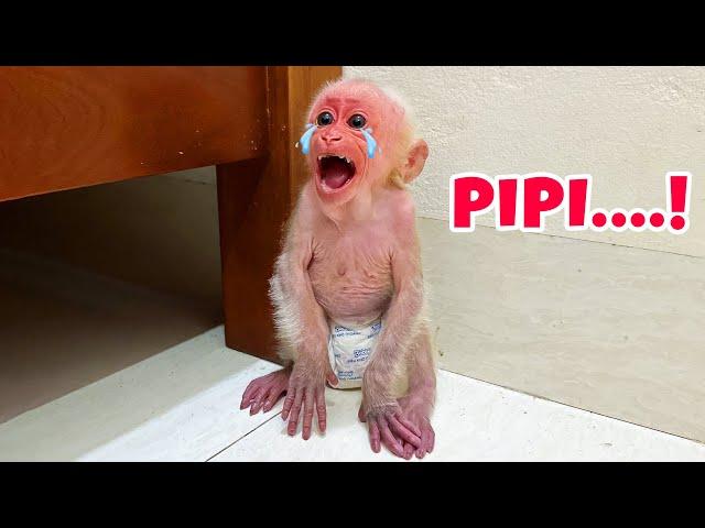 Baby monkey Laka cries heartbreakingly after being abandoned