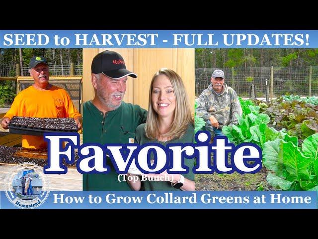 How to Grow our FAVORITE Collard Greens from (SEED to Harvest) at Home