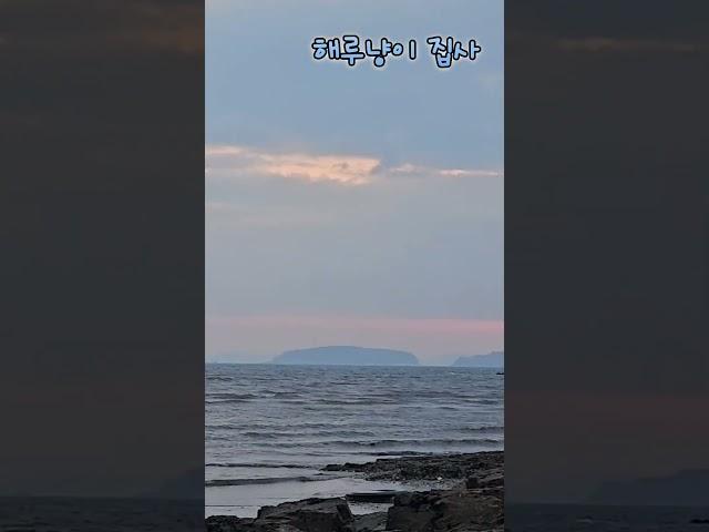 붉은노을 #서천#해루냥이집사 #해루질 #백합잡으러 왔어요#해루질은즐거워