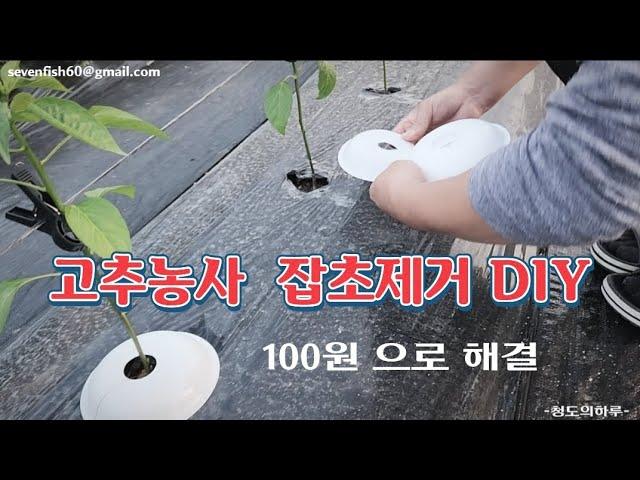 고추농사 탄저예방 잡초방지 수분관리 DIY !! 청도의하루 텃밭농사 고추재배 시골 이야기