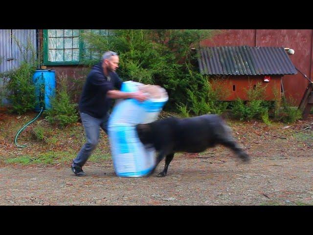 Angry ram vents his fury on a bag of insulation fibre