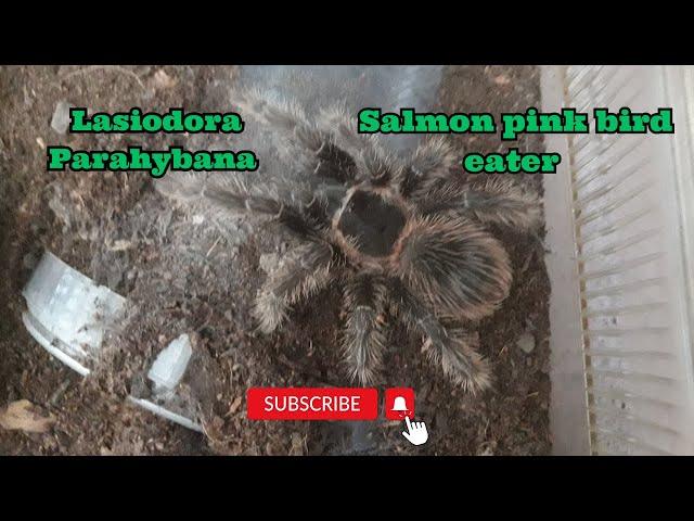 lasiodora Parahybana #nature #tarantula #bigspider