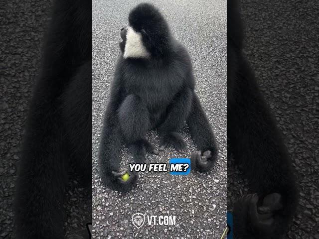 Black Monkey Reunites With His Old Friend 