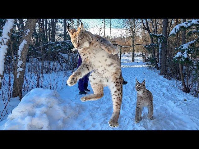 LYNXES TURNED INTO KITTENS / Puma Nala's Reaction to a Glove