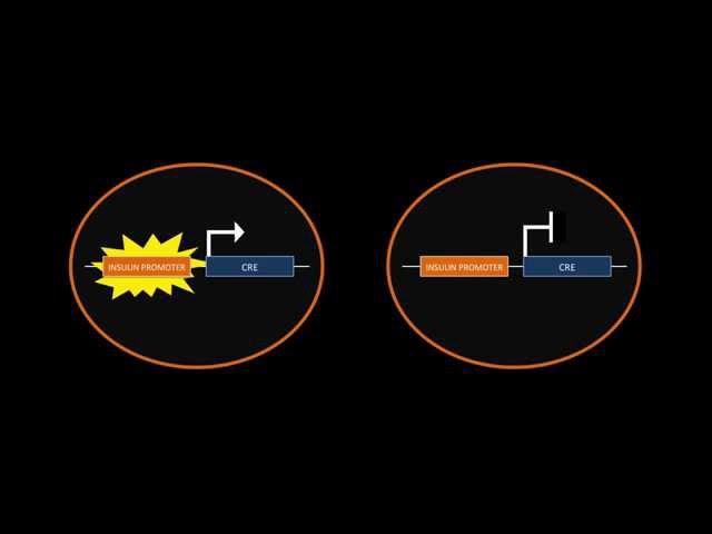 Cre-LoxP Recombination