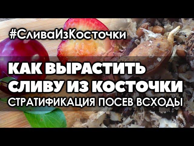  Как вырастить сливу из косточки в домашних условиях | Стратификация. Посев. Всходы.