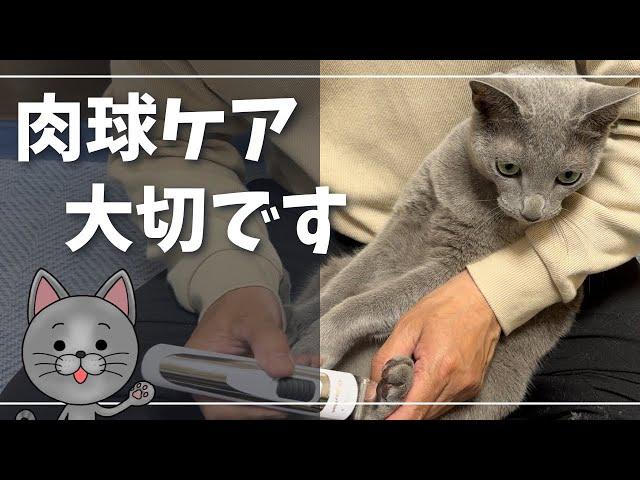 フローリングで滑ってケガしないように…【ロシアンブルー】猫