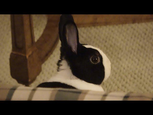 Rabbit trying to decide if I am a demon