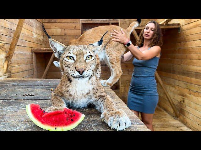 REACTION OF LYNXES, BEAVER AND RACCOONS TO WATERMELON