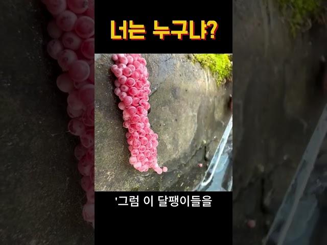 이쁘다고 먹지마세요 ㅋ #지식