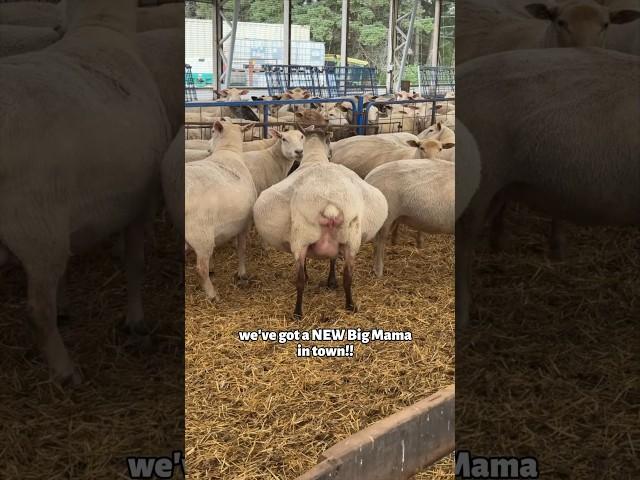 BIG MAMA has BIG PROBLEMS!! #sheep #farming #pregnancy