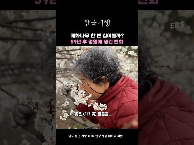 시인 같은 매화나무 정원의 주인#한국기행 #봄 #꽃 #꽃놀이 #매화 #매화정원 #매화나무 #광양 #주말나들이