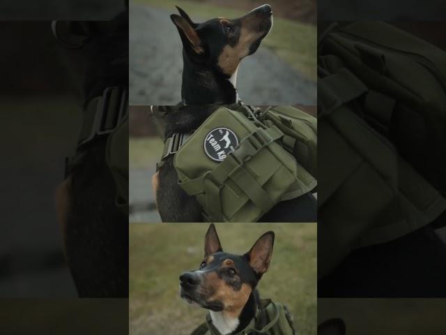 Team K9 Tactical No-Pull Dog Harness