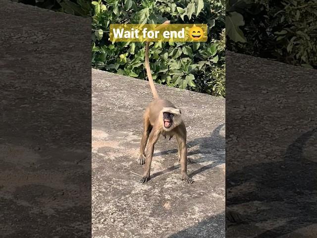 Angry monkey  | Monkey video | discovery channel | #shorts #monkey #viral