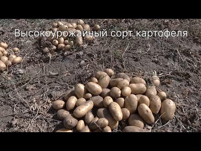 Высокоурожайный сорт картофеля для посадки в 2023 г