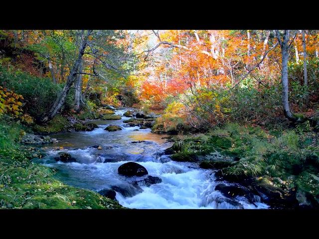 Autumn Landscape of Forest Stream. Relaxing Nature Sounds, flowing Water/ Sleep/ Study/ Meditation.