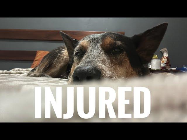 PANICKING! My dog is injured: walking the length of the Americas