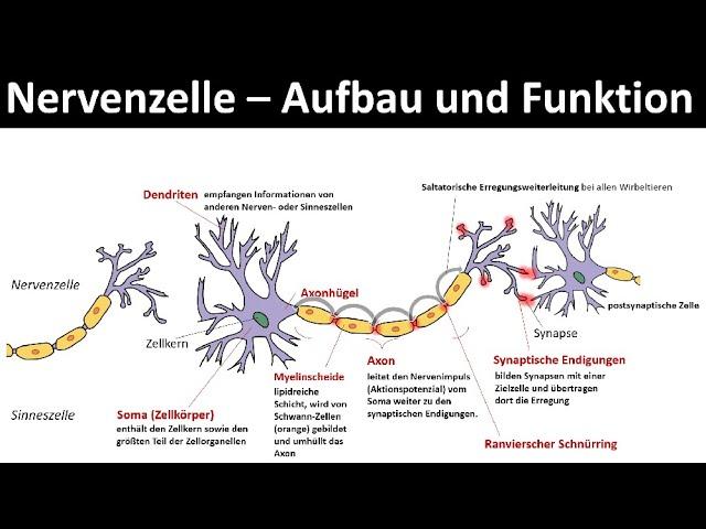 Nervenzelle / Neuron - Aufbau und Funktion [Biologie, Neurobiologie, Oberstufe,]