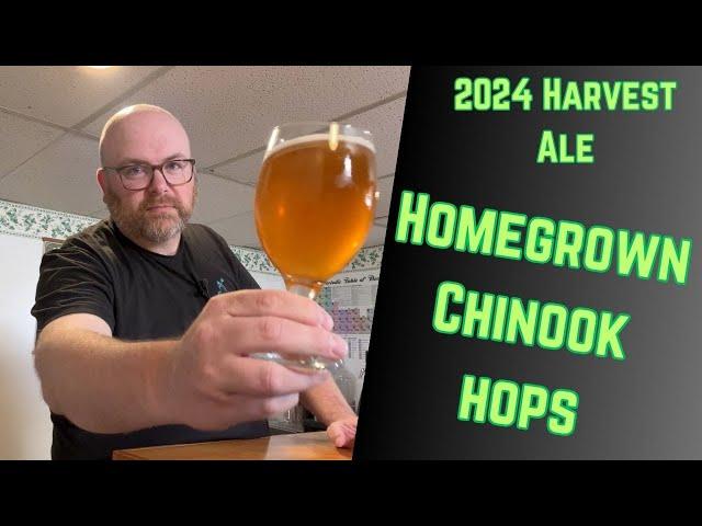 Brewing 2024 Harvest Ale with FRESH Homegrown Chinook Hops