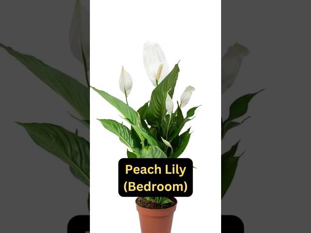 5 Lucky Vastu Plants‼️Bring prosperity & positivity in Your house. #vastu #ambience #plantsvastu