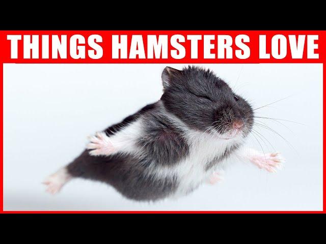 14 Things Hamsters Love the Most