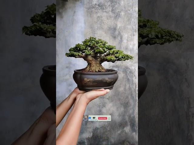 BONSAI SANCANG THE MAX #bonsai #bonsaitr #bonsaisancang #themax30cm #shorts #shortvideo #viralvideo