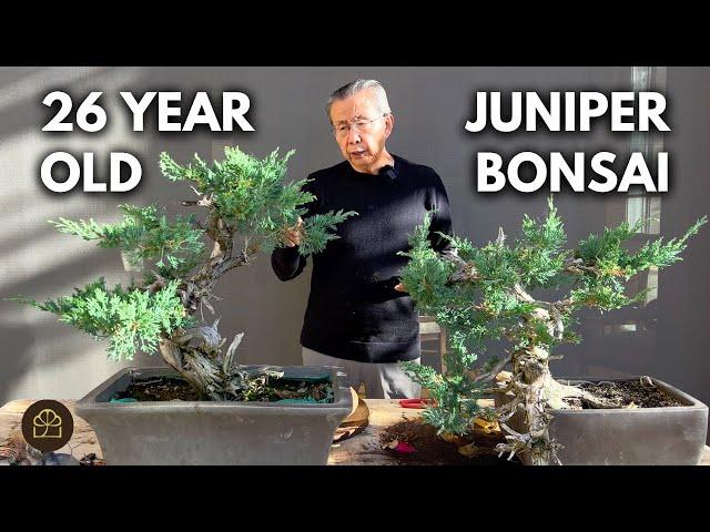 Everything to Know About Making Juniper Bonsai: Wiring, Forming Bonsai Pads, & Creating the Apex