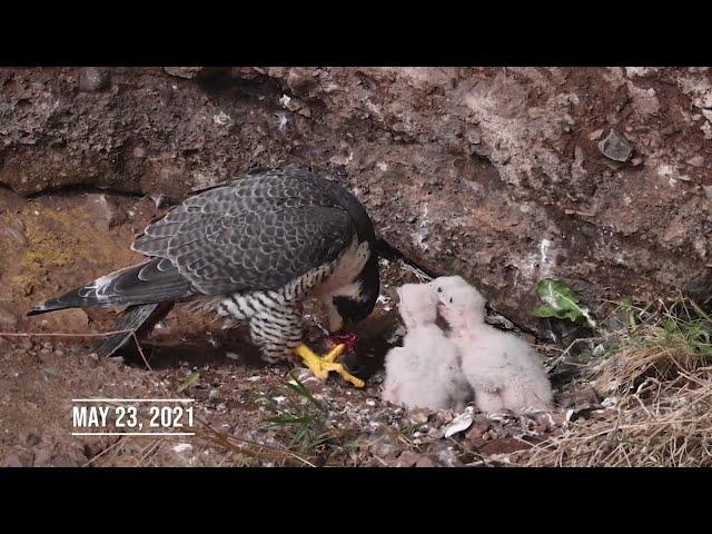 40 feedings (peregrine falcon development in the wild)