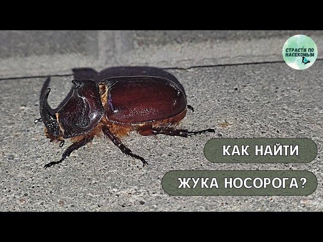 Как найти жука носорога?