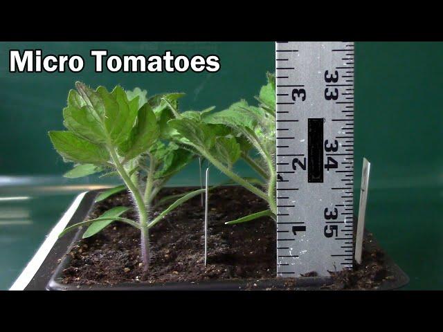 Comparing Micro Tom and Orange Hat Micro Tomatoes - Flower Buds at 3"