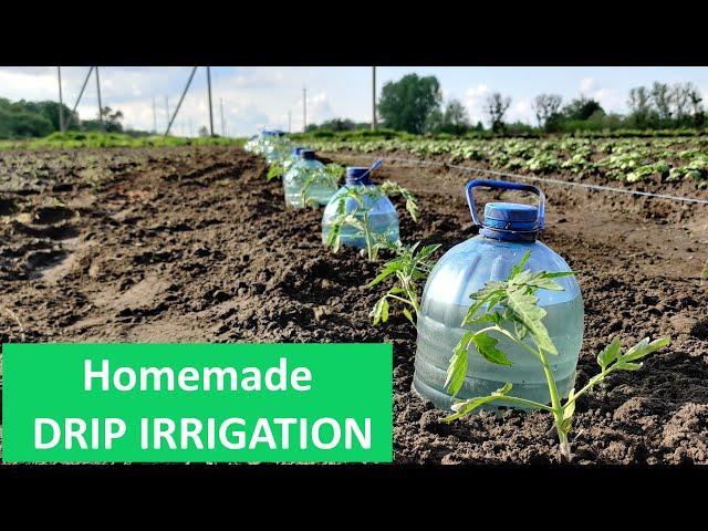 Simple & Quick Drip Irrigation System for Growing Tomatoes