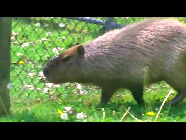 Two capybaras still loose in High Park, search continues