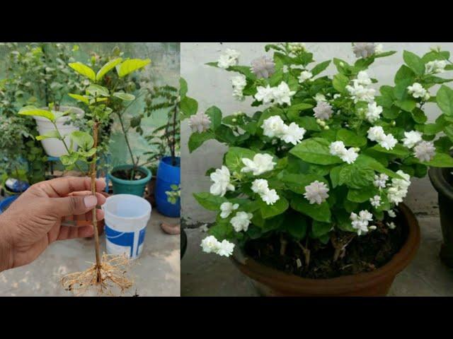 How To Grow Mogra Jasmine Plant From cutting | Mogra|Jasmine