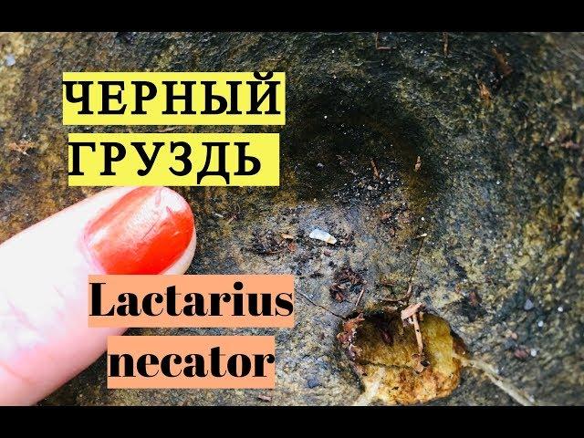 ГРУЗДЬ ЧЕРНЫЙ: как выглядит и как узнать Lactarius necator