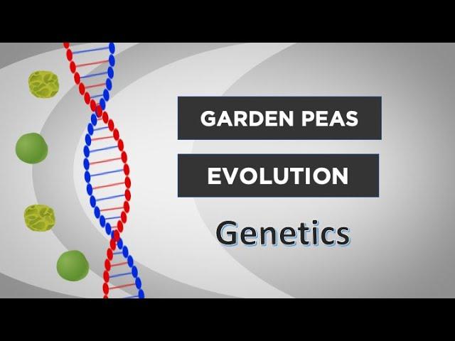 Evo-Ed: The Genetics of Sweet Tasting Garden Peas