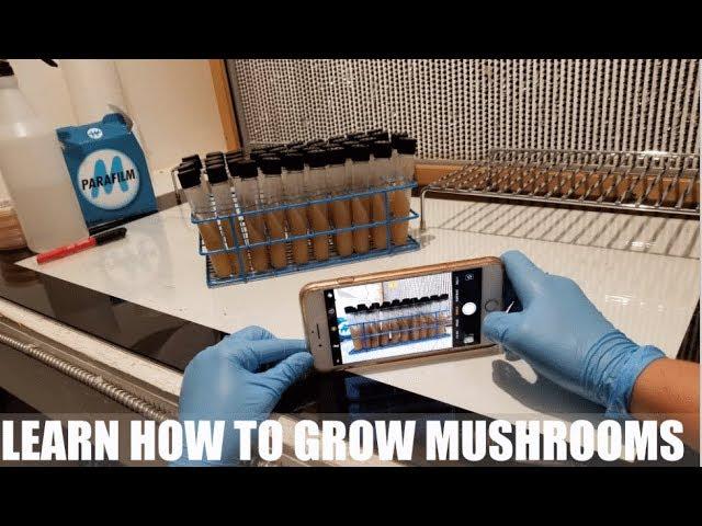 Learn How To Grow Mushrooms | What The Fungus, Summerland, British Columbia, Canada