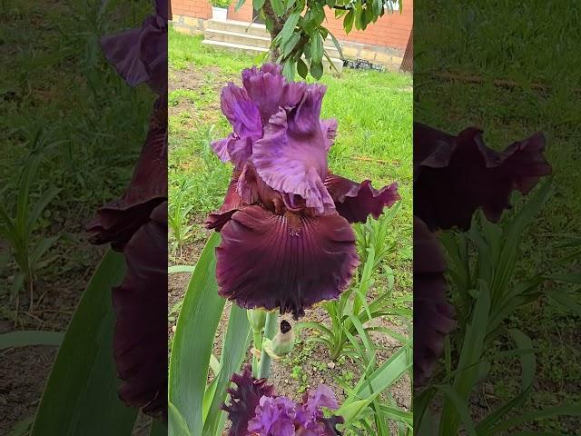 #beautiful #flowers #garden #iris #ирис #природа #сад #цветы #floriculture #perennialplant #plants