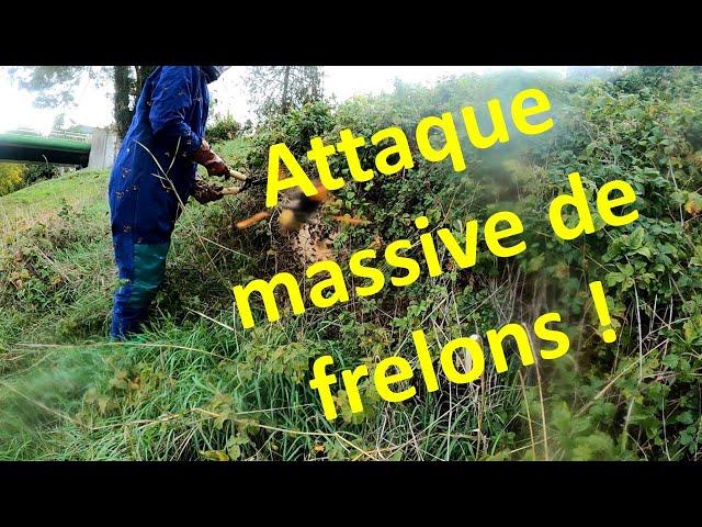 attaque massive de frelons