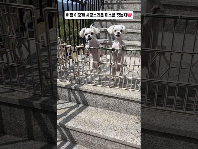 배달 삼촌 와달라고 낑낑대는 말티즈 강쥐들