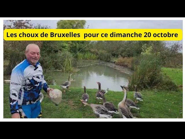 20 octobre Au jardin avec Philippe Vous serez tous sur les choux de Bruxelles