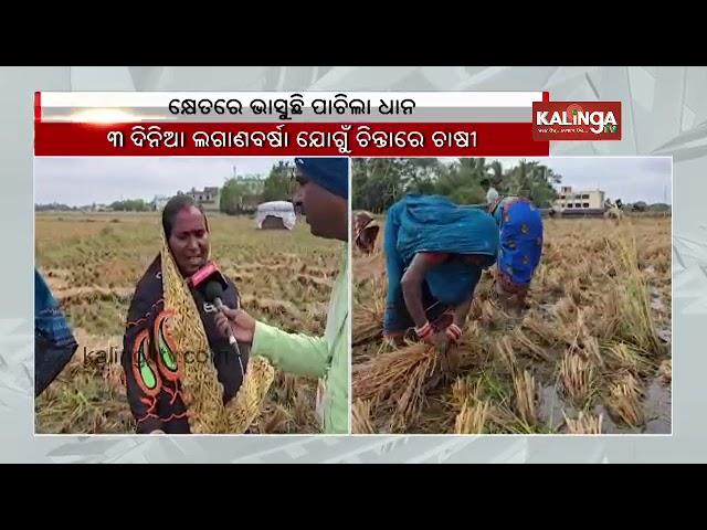 Rain casts cloud on fate of paddy crop, farmers in Odisha's Rajnagar || Kalinga TV