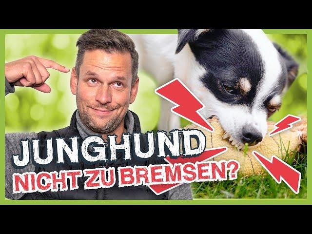 Hund in der PUBERTÄT! Was erwartet mich als Hundehalter?