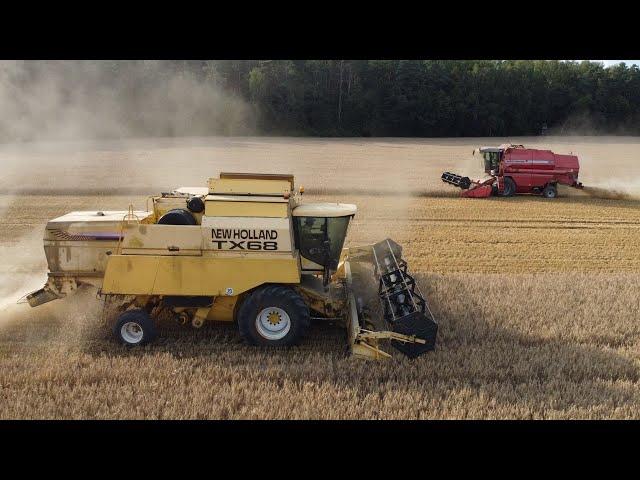 ŻNIWA 2024!/ KOSZENIE PSZENŻYTA!/ NEW HOLLAND & MASSEY FERGUSON & T150K